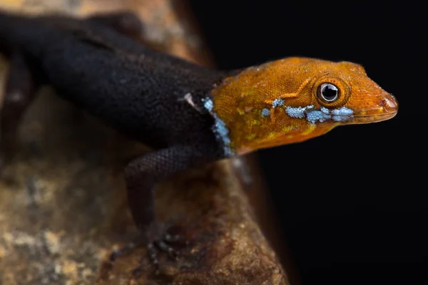 Κιτρινοκέφαλος Gecko Gonatodes Albogularis Fuscus — Φωτογραφία Αρχείου