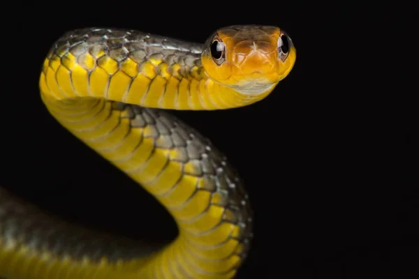 Amazonas Ostorkígyó Chironius Carinatus — Stock Fotó