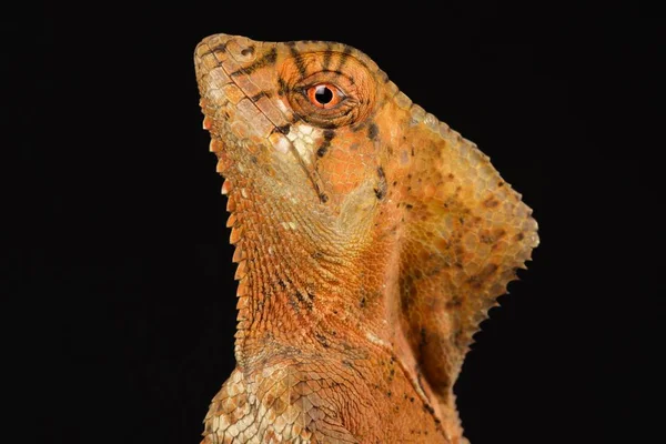 Игуана Шлеме Corytophanes Cristatus — стоковое фото