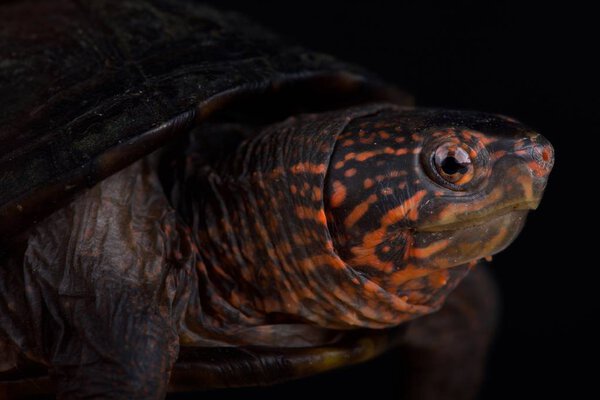 Red cheeked mud turtle (Kinosternon scorpioides cruentatum)