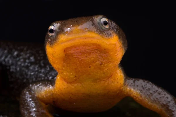 Roughskin Newt Taricha Granulosa — Stock Photo, Image