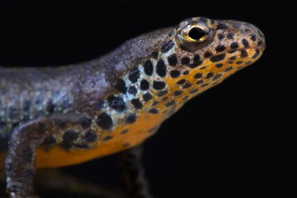 Northern Crested Newt Triturus Cristatus — Stock Photo, Image