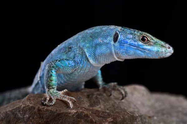 Blue Wall Lizard Podarcis Sicula Coerulea — Stock Photo, Image