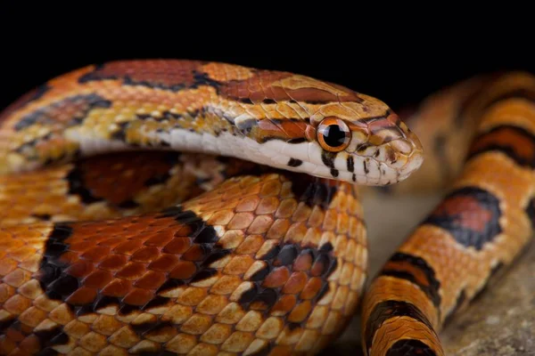 赤トウモロコシ蛇 Pantherophis Gutatus — ストック写真