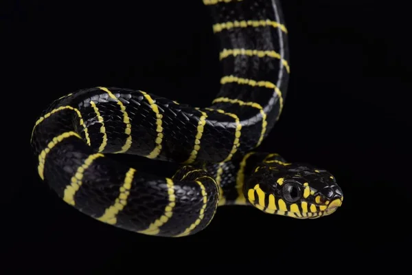 Palawan Serpente Gatto Con Anello Oro — Foto Stock