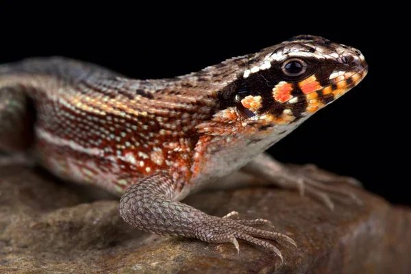 Lagarto Cauda Encaracolada Mascarado Hispaniolano Leiocephalus Personatus — Fotografia de Stock