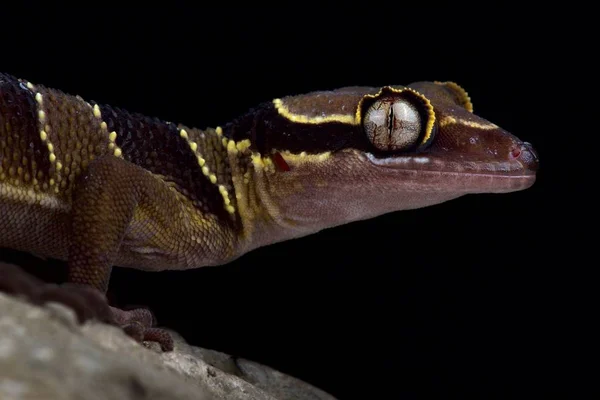 Malayan Forest Gecko Cyrtodactylus Pulchellus — Stock Photo, Image