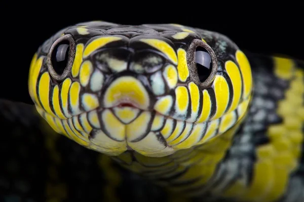 Serpiente Manglar Luzón Boiga Dendrophila Divergens — Foto de Stock