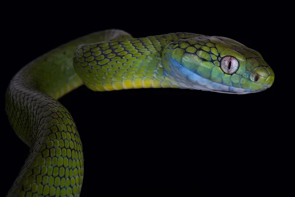 Cobra Gato Verde Boiga Cyanea — Fotografia de Stock