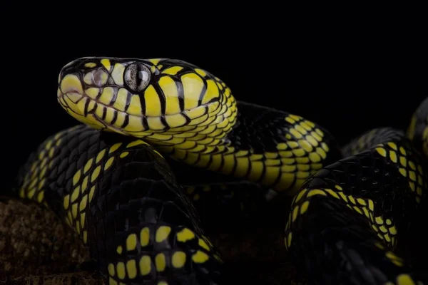 Fülöp Szigeteki Aranygyűrűs Kígyó Boiga Dendrophila Latifasciata — Stock Fotó