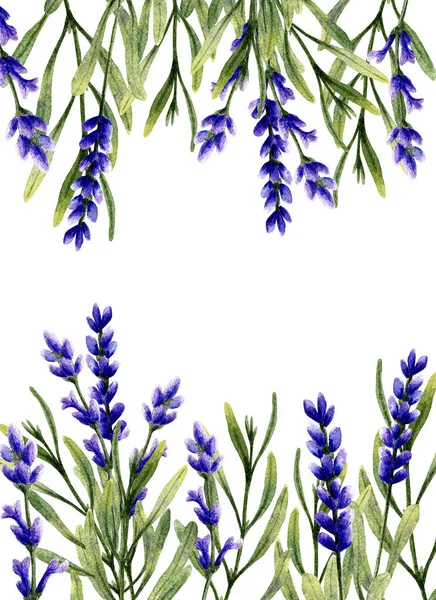 Akvarell Levendula Virágok Levelek Kézzel Rajzolt Illusztráció Üdvözlőlap Sablon Elszigetelt — Stock Fotó