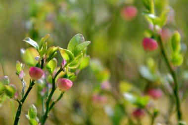 Ormanda yabanmersini açar.