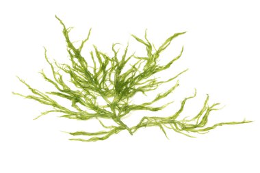 Beyaz arka plan üzerinde izole Laminaria (Kelp) yosun