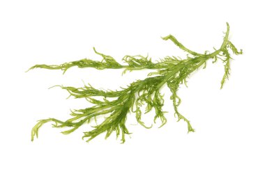 Beyaz arka plan üzerinde izole Laminaria (Kelp) yosun