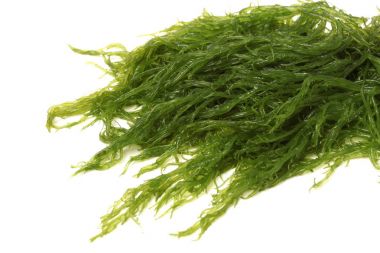 Beyaz arka plan üzerinde izole Laminaria (Kelp) yosun