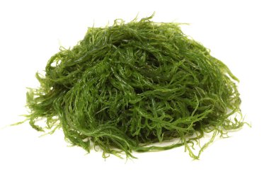 Beyaz arka plan üzerinde izole Laminaria (Kelp) yosun
