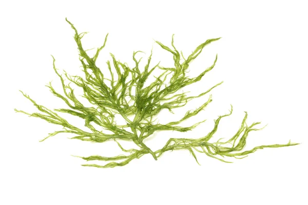 Laminaria Kelp Tång Isolerad Vit Bakgrund — Stockfoto