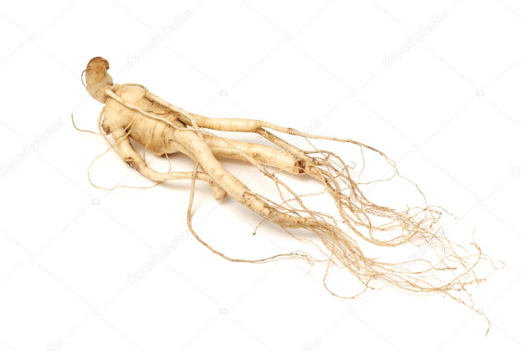 Full ginseng plant root lying on white background