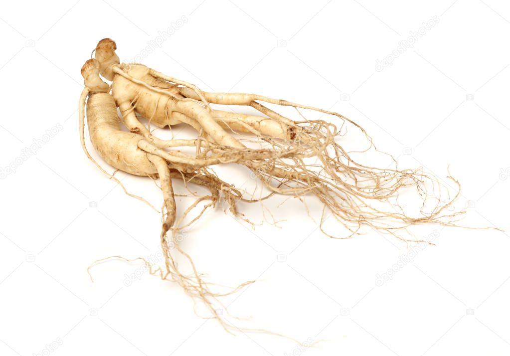 Full ginseng plant root lying on white background