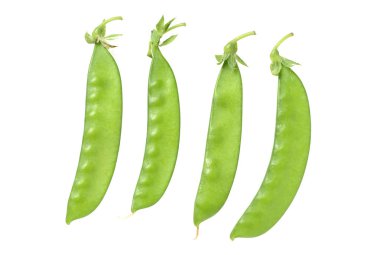 Kar bezelye veya uyuz-muhbir beyaz arka plan üzerinde izole 