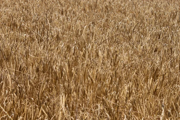 Öron av korn på fältet på sommaren — Stockfoto