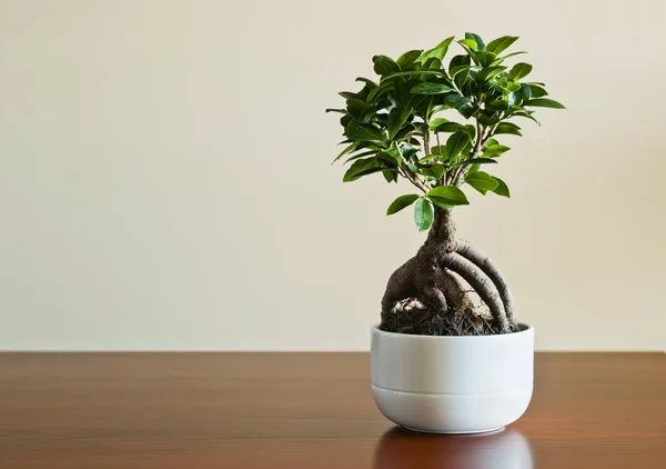 Ficus ginseng bonsai beyaz saksıda. Ficus Retusa.