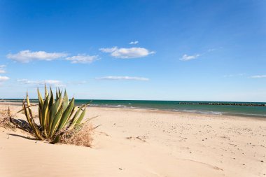 Agave Americana Marginata Akdeniz sahilinde yazın