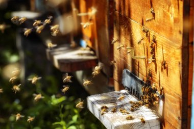 Bir arı kovanı ile açılış kurullarına bir g uçan arılar kovan