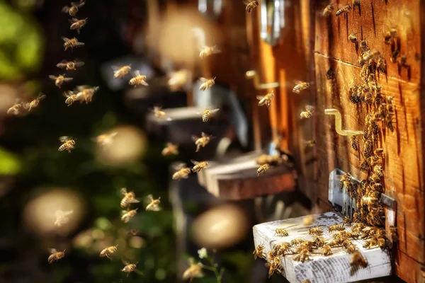 Colmeias em um apiário com abelhas voando para as tábuas de pouso em um g — Fotografia de Stock