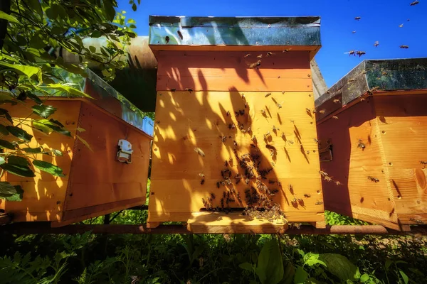 Bikupor i en bikupa med bin flyger till landning brädorna i en g — Stockfoto