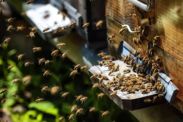 Hives in an apiary with bees flying to the landing boards in a g — Stock Photo, Image