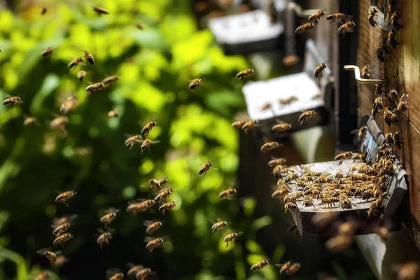 Hives in an apiary with bees flying to the landing boards in a g — Stock Photo, Image