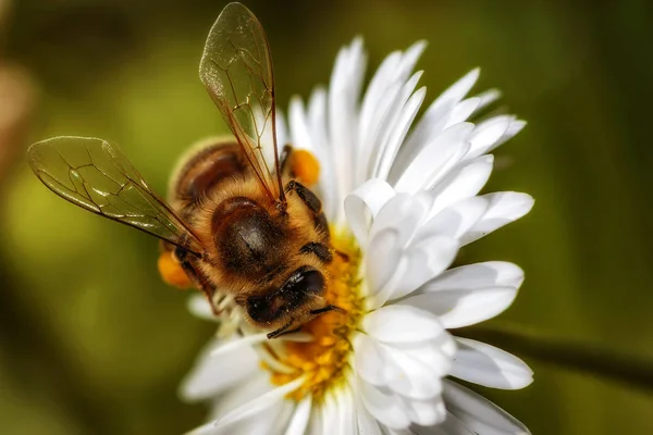 Abeille sur une fleur ramassant pollen et nectar — Photo