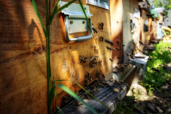 Úly v včelín s včel, létání pro vykládka desky v g — Stock fotografie