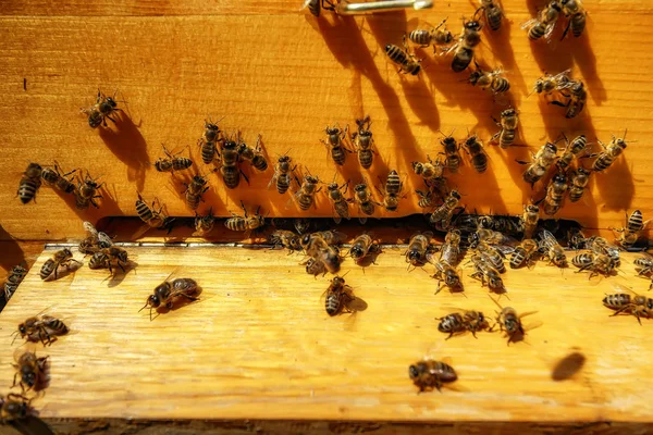 Colmeias em um apiário com abelhas voando para as tábuas de pouso em um g — Fotografia de Stock