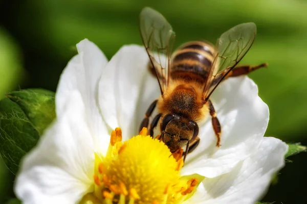 Abeille sur une fleur de fraise ramassant pollen et nectar — Photo