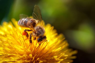 Arı polen toplama ve gatherin sarı bir karahindiba çiçek