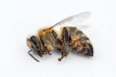 Ölü bir arı kovanında d beyaz bir arka plan üzerinde makro görüntü