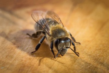 Bir kovan bir arıdan görüntüsünü makro