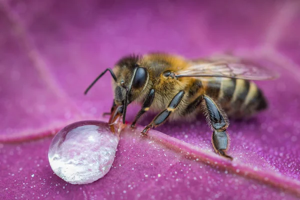 Makro snímek Bee na list pití kapkou medu z podregistru — Stock fotografie
