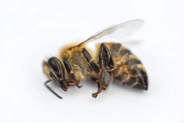 Macro imagem de uma abelha morta em um fundo branco de uma colmeia em d — Fotografia de Stock