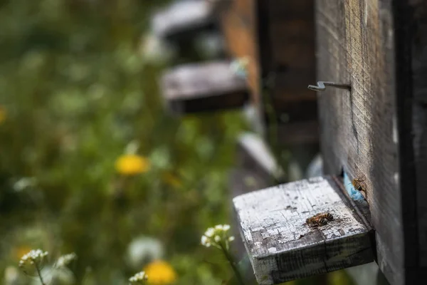 Ruches en déclin avec peu d'abeilles laissées en vie après la Colonie colla — Photo