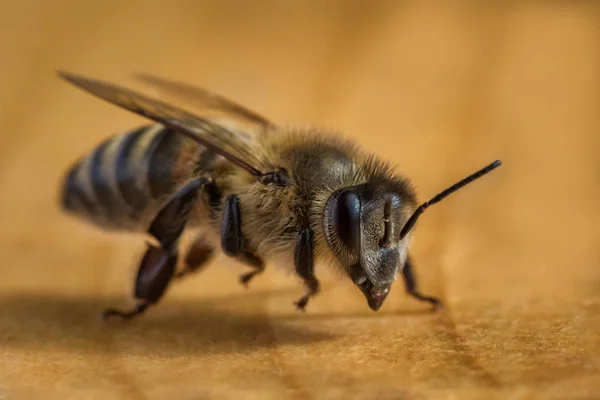 Imagem macro de uma abelha de uma colmeia — Fotografia de Stock