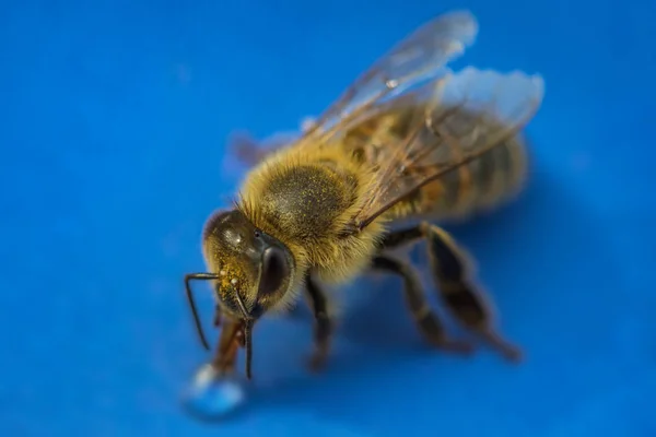 Macro imagem de uma abelha em uma superfície azul beber uma gota de mel fro — Fotografia de Stock