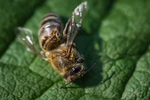 Macro image d'une abeille morte sur une feuille d'une ruche en déclin, plag — Photo