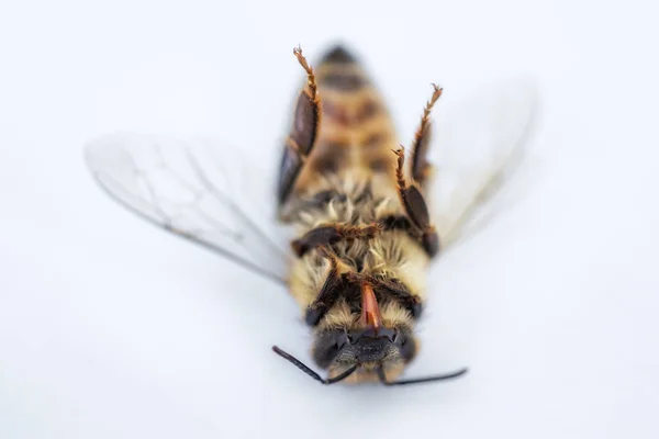 Macro image of a dead bee on a white background from a hive in d — Stock Photo, Image