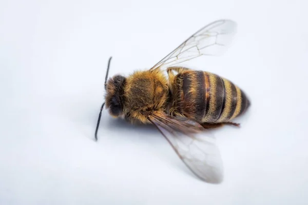 Macro image of a dead bee on a white background from a hive in d — Stock Photo, Image