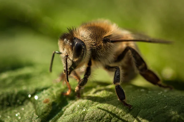 Macro image of a bee from a hive on a leaf — Stock Photo, Image