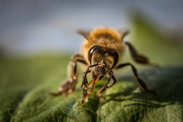 一只蜜蜂从蜂巢一片叶子上的宏观形象 — 图库照片