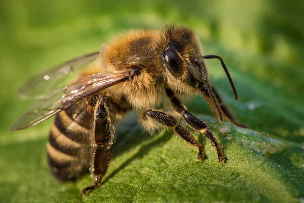 Imagem macro de uma abelha de uma colmeia em uma folha — Fotografia de Stock